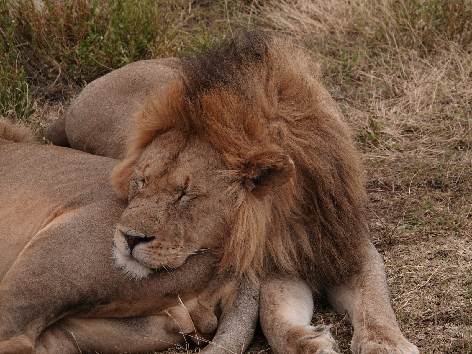 Tanzania 7 Days - 6 Nights Family Safari